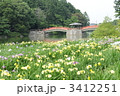 香川県亀鶴公園の花菖蒲