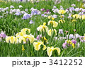 香川県亀鶴公園の花菖蒲