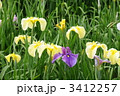 香川県亀鶴公園の花菖蒲