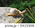 かたつむり