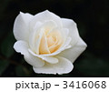薔薇のファビュラス！