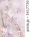 しだれ桜
