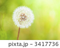 タンポポの綿毛