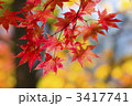 逆光の紅葉
