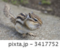 シマリスの食事