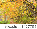 紅葉の道