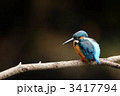 休憩中のカワセミ 3417794