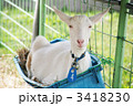 山羊
