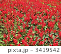 サルビア畑 サルビア畑