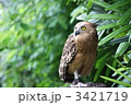 ミミズク