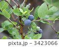 ブルーベリー