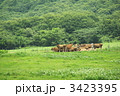 ジャージー牛－２