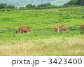 ジャージー牛－３
