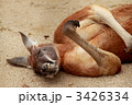 3426334