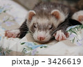 3426619
