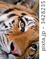 3428235