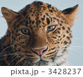 3428237