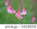 シュウカイドウ