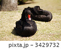 3429732
