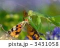 アカタテハを捕食するカマキリ