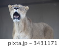 ライオン　メス
