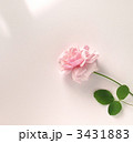 ラ・フランス　一輪