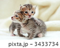 3433734