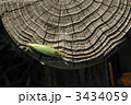 アオマツムシ
