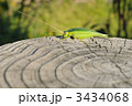 アオマツムシ