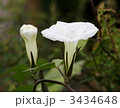 ヒルガオ