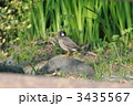 石の上のムクドリ