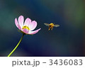 ミツバチ
