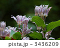 ホトトギスの花
