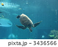 水族館で優雅に泳ぐ亀