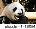 上野動物園のジャイアントパンダ