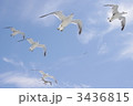 新潟港のカモメ