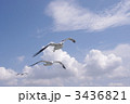 新潟港のカモメ
