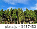 杉の木