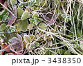 霜の降りた植物