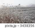霜の降りたススキ