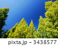 メタセコイヤ