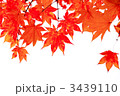 モミジの紅葉