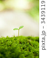 苔の大地からの芽生え