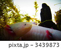 ウーパールーパー