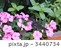 燕とピンクの花
