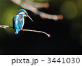 休憩中のカワセミ 3441030