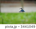 ホバリングするカワセミ