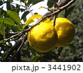香り高き色