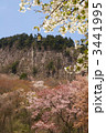 屏風岩公苑の桜