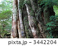 屋久島紀元杉